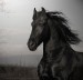 beautiful-horse-3
